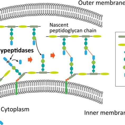 r coys|carboxypeptidase activity.